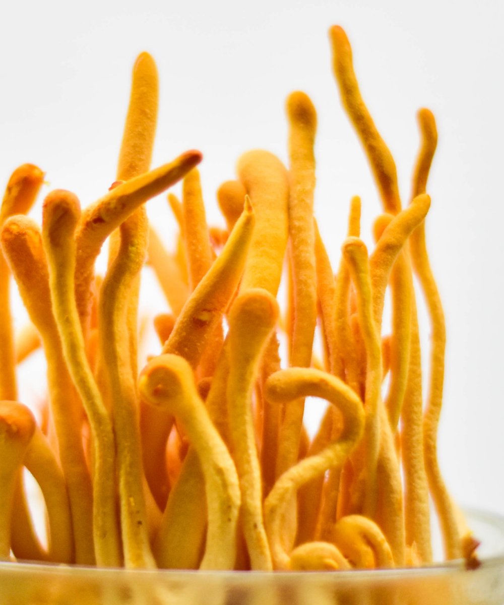 LOAM Cordyceps Militaris Organic Extract Powder 
