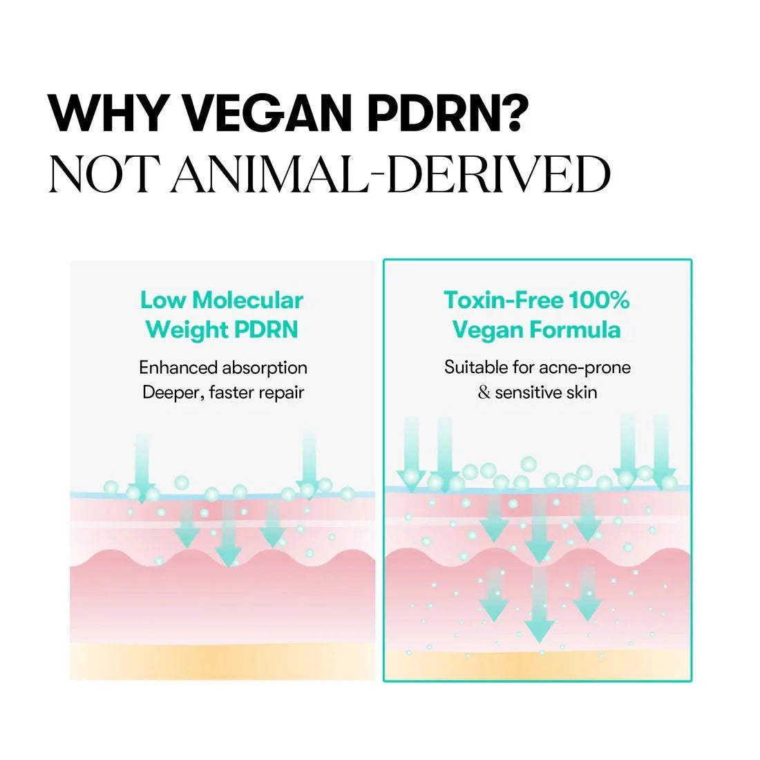 Infographic showing deep absorption of low molecular weight vegan PDRN.